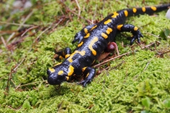 Feuersalamander Salamandra salamandra 6