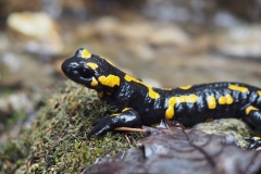 Feuersalamander Salamandra salamandra 1
