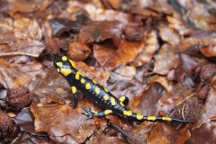 Feuersalamander Salamandra salamandra 2