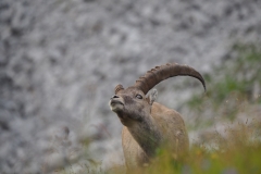 Steinbock Capra ibex 5